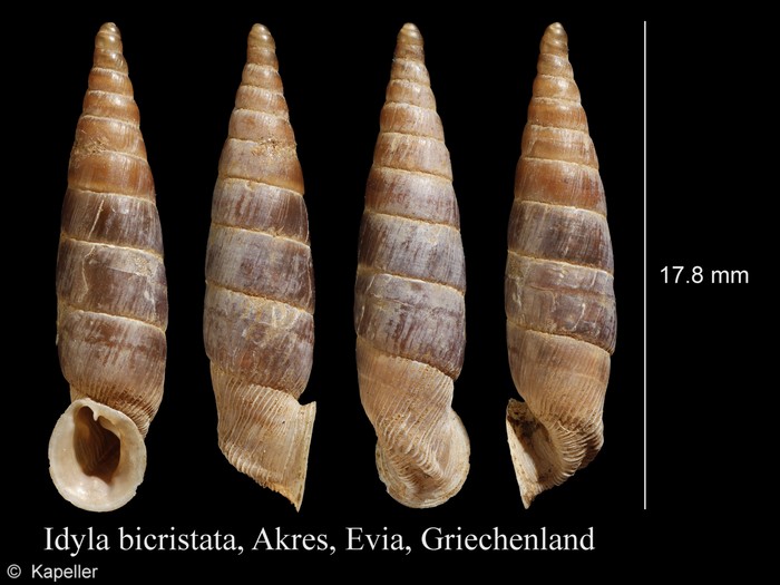 Idyla bicristata Idyla bicristata