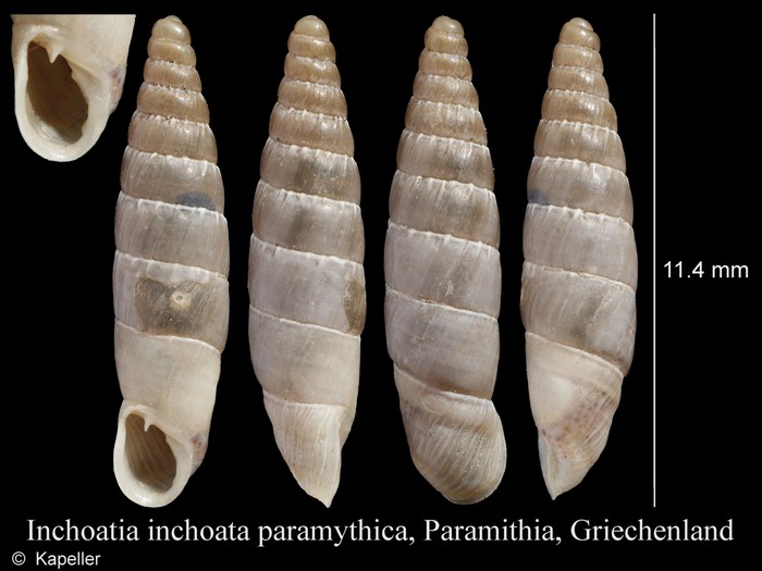 Inchoatia inchoata paramythica