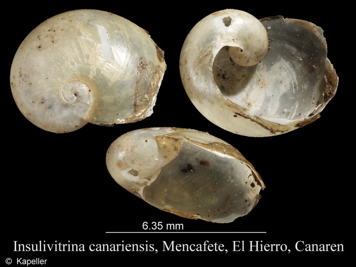 Insulivitrina canariensis