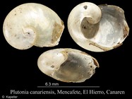 Insulivitrina canariensis