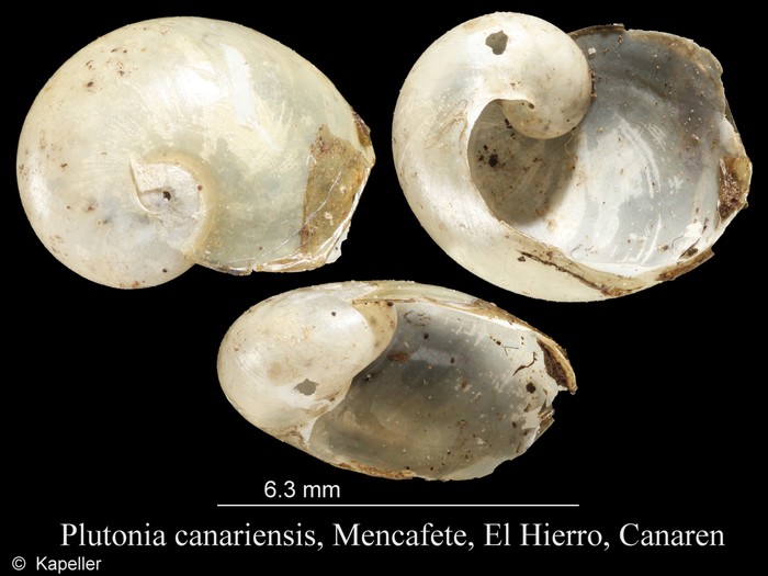 Insulivitrina canariensis Insulivitrina canariensis