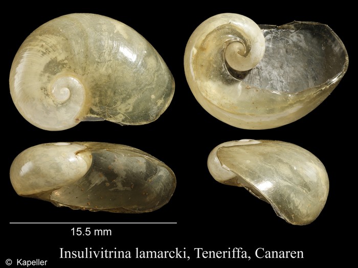 Insulivitrina lamarckii