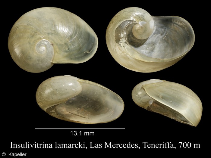 Insulivitrina lamarckii