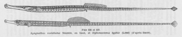 Poll (1947, fig. 126 & 127) Poll (1947, fig. 126 & 127)