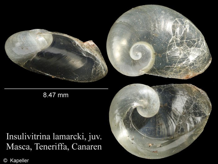 Insulivitrina lamarckii