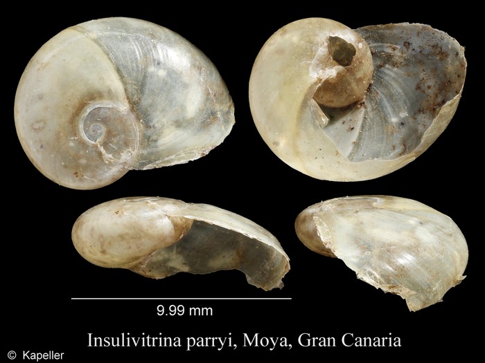 Insulivitrina parryi Insulivitrina parryi