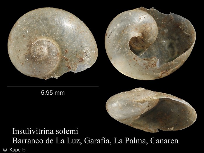 Insulivitrina solemi