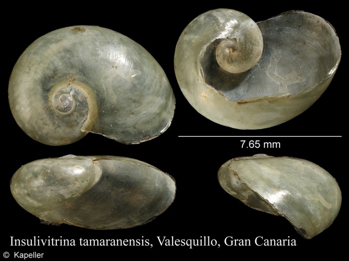 Insulivitrina tamaranensis Insulivitrina tamaranensis