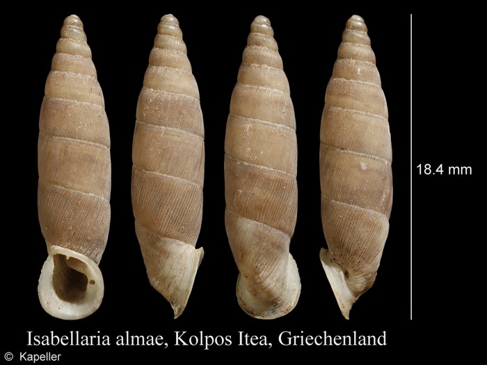 Isabellaria almae Isabellaria almae