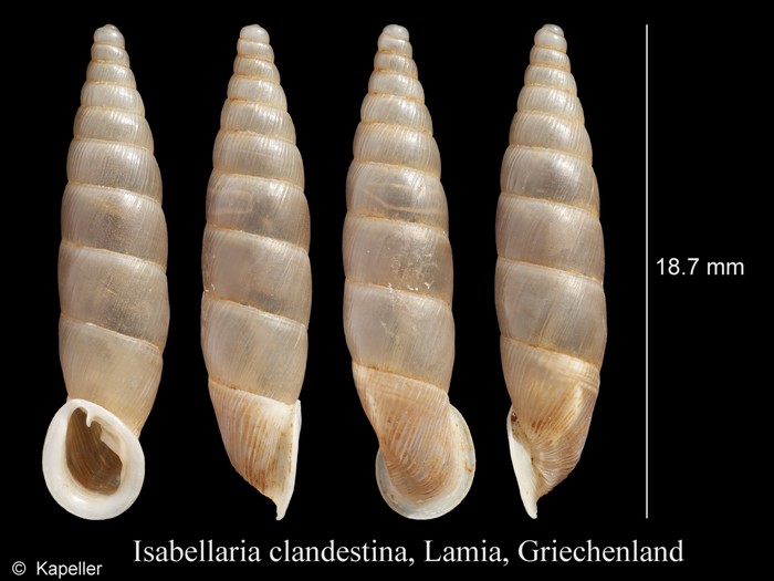 Isabellaria clandestina