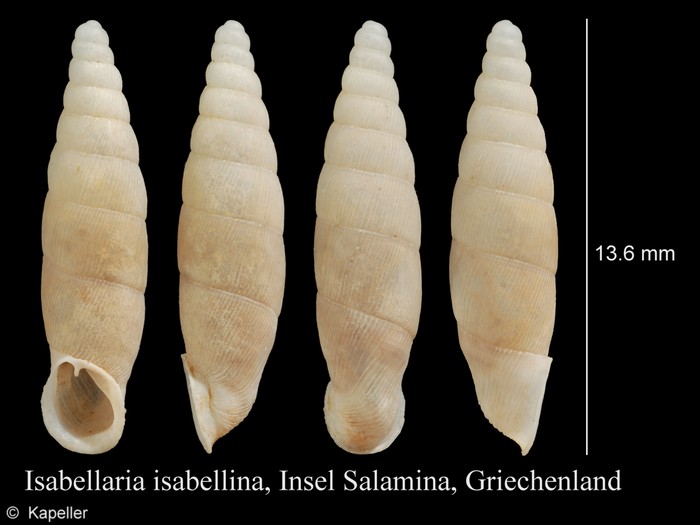 Isabellaria isabellina