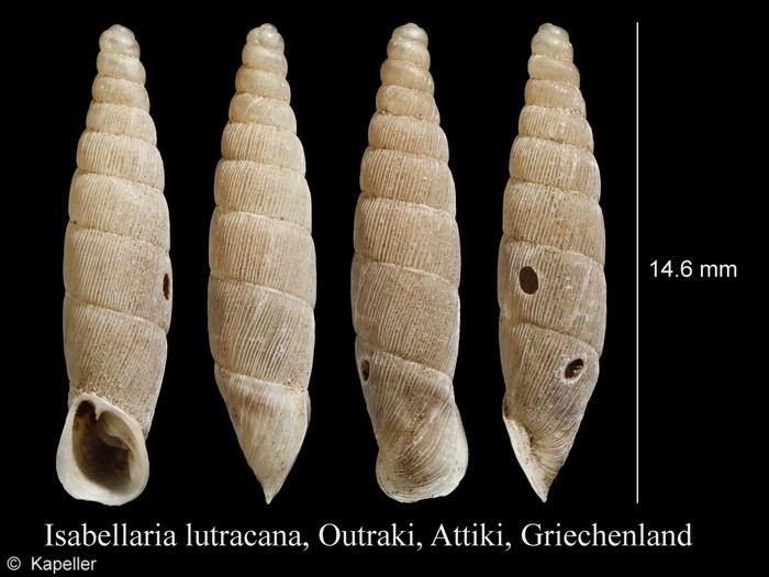 Isabellaria lutracana Isabellaria lutracana