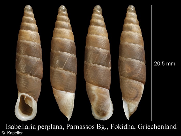 Isabellaria perplana