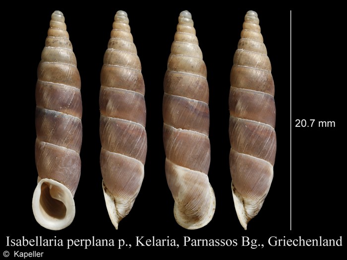 Isabellaria perplana