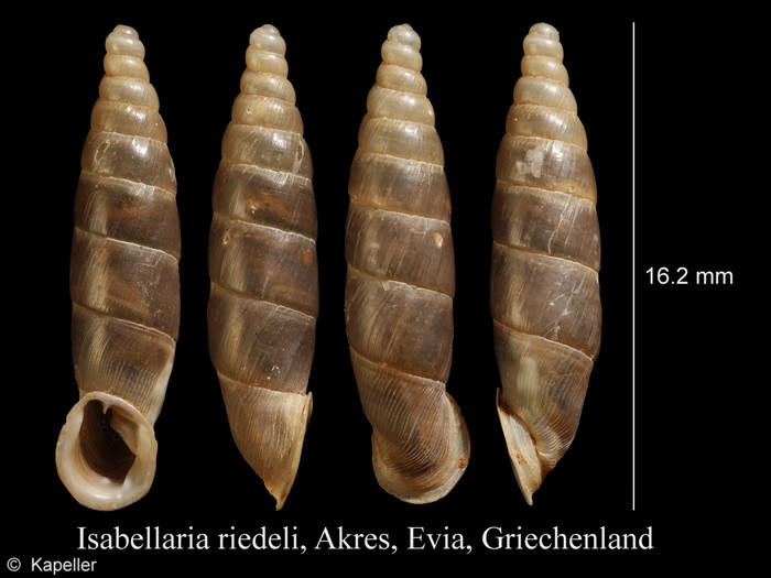 Isabellaria riedeli Isabellaria riedeli