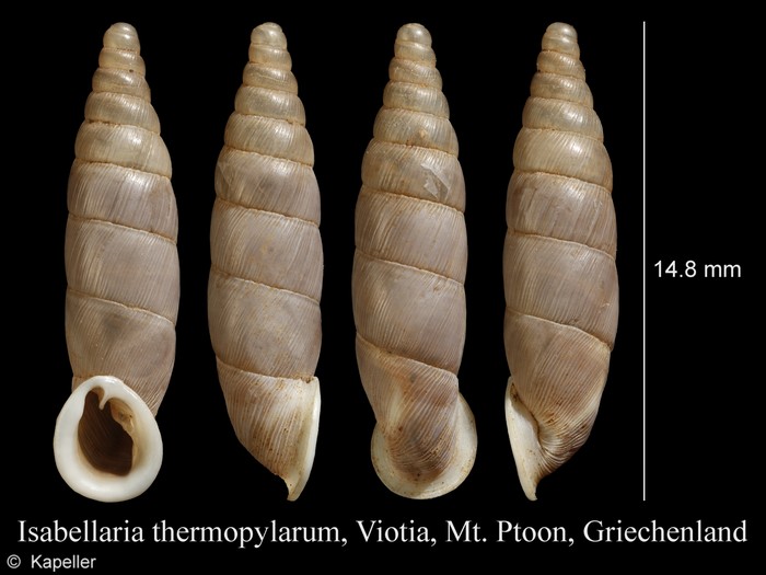 Isabellaria thermopylarum