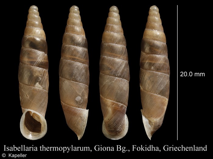 Isabellaria thermopylarum