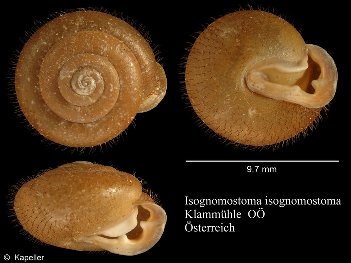 Isognomostoma isognomostomos