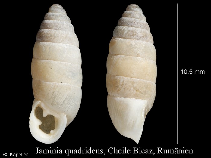 Jaminia quadridens Jaminia quadridens