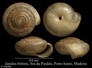 Janulus bifrons