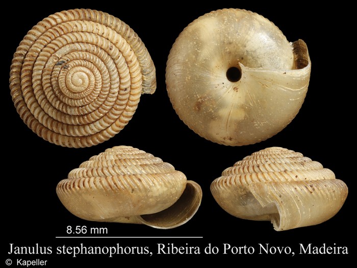 Janulus stephanophorus