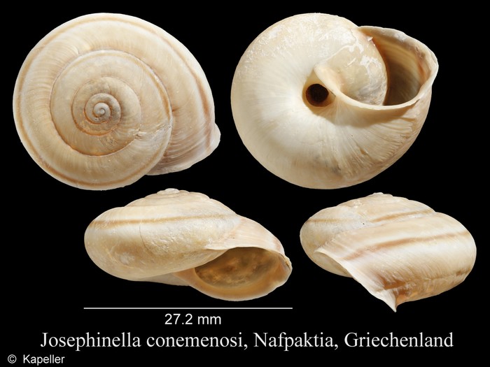 Josephinella conemenosi