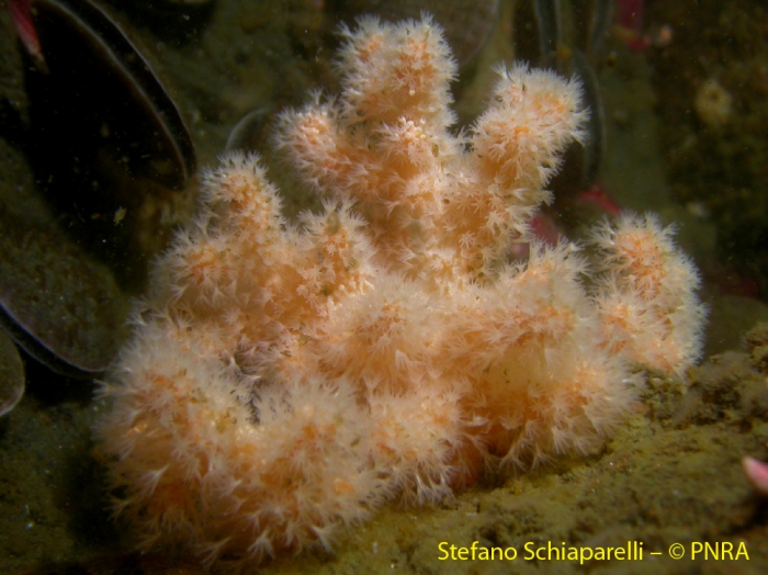 Alcyonium antarcticum 4