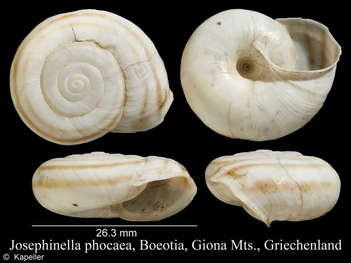 Josephinella phocaea Josephinella phocaea