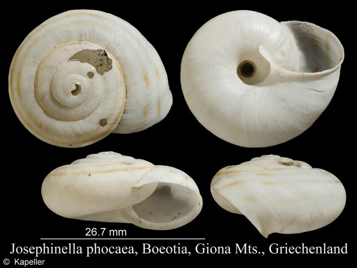 Josephinella phocaea