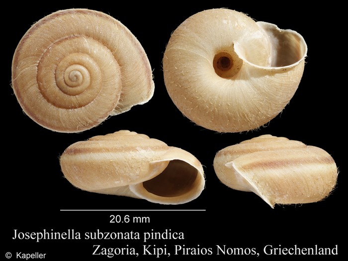 Josephinella subzonata Josephinella subzonata