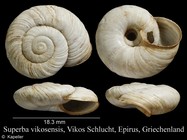 Josephinella vikosensis