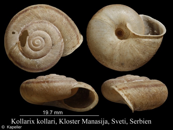 Kollarix kollari Kollarix kollari