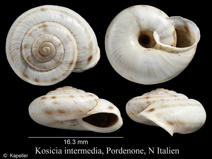 Kosicia intermedia Kosicia intermedia