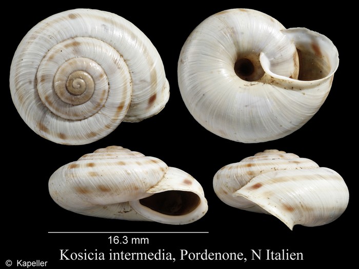 Kosicia intermedia