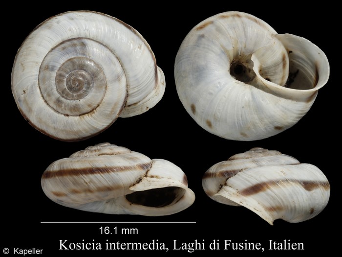 Kosicia intermedia