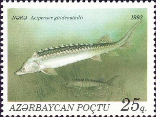 Acipenser gueldenstaedti Acipenser gueldenstaedti