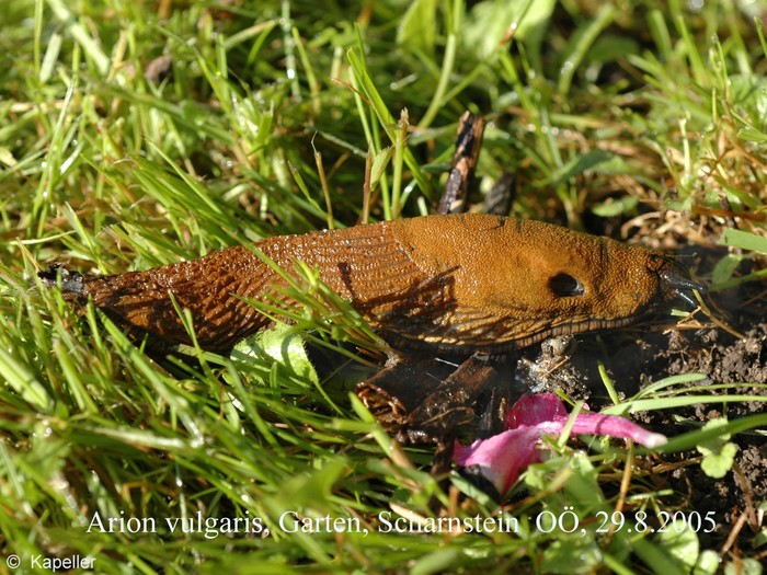 Arion vulgaris Arion vulgaris