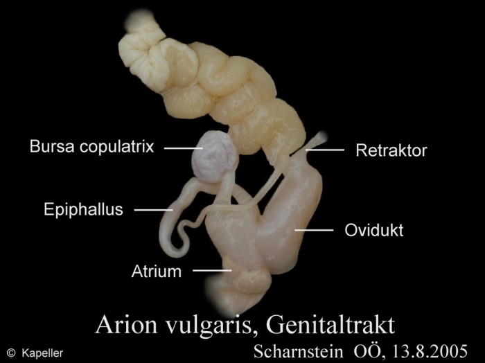 Arion vulgaris Arion vulgaris