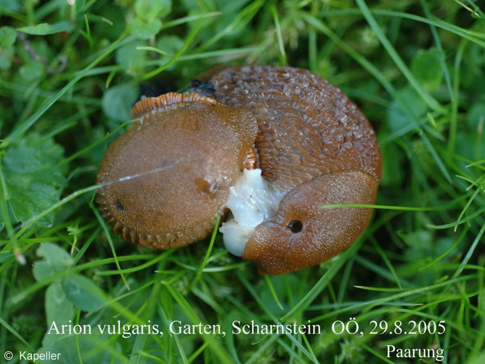 Arion vulgaris Arion vulgaris