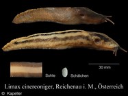 Limax cinereoniger
