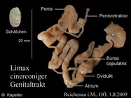 Limax cinereoniger