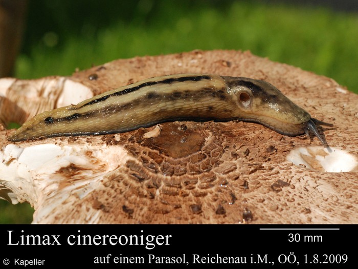 Limax cinereoniger