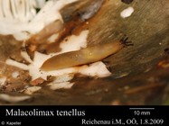 Malacolimax tenellus