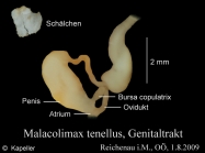 Malacolimax tenellus