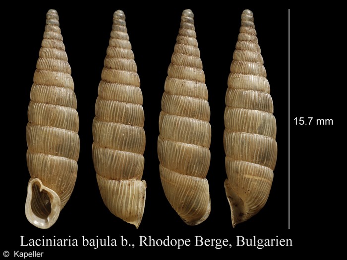 Laciniaria bajula Laciniaria bajula