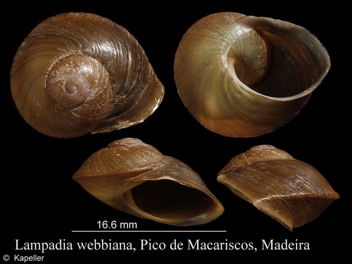 Lampadia webbiana Lampadia webbiana