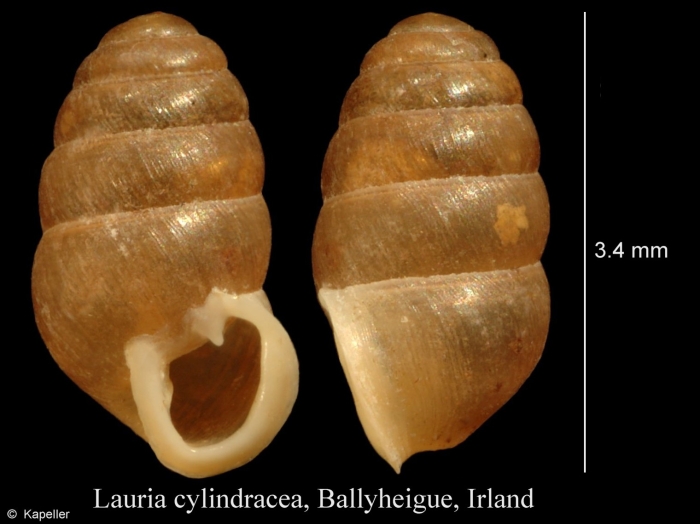 Lauria cylindracea