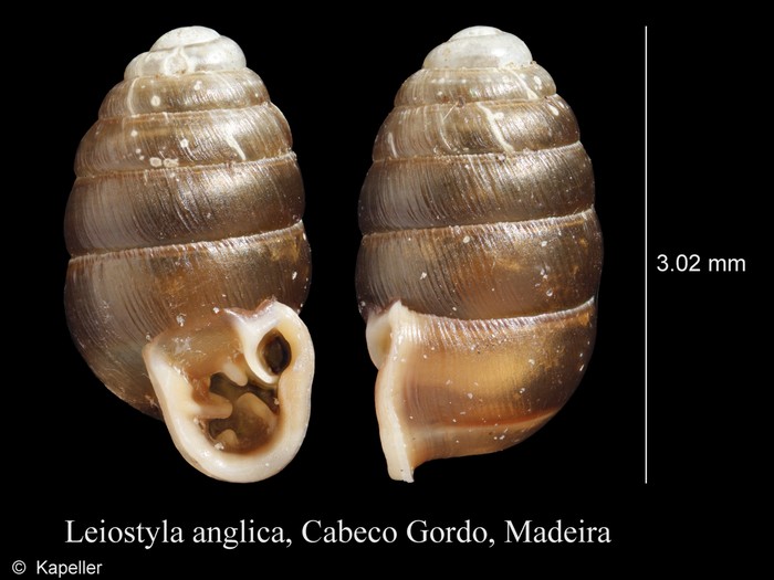 Leiostyla anglica