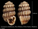 Leiostyla calathiscus