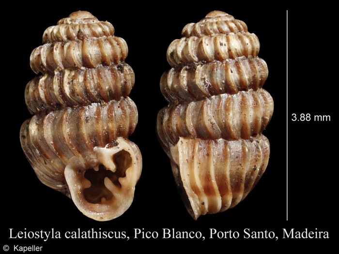 Leiostyla calathiscus Leiostyla calathiscus